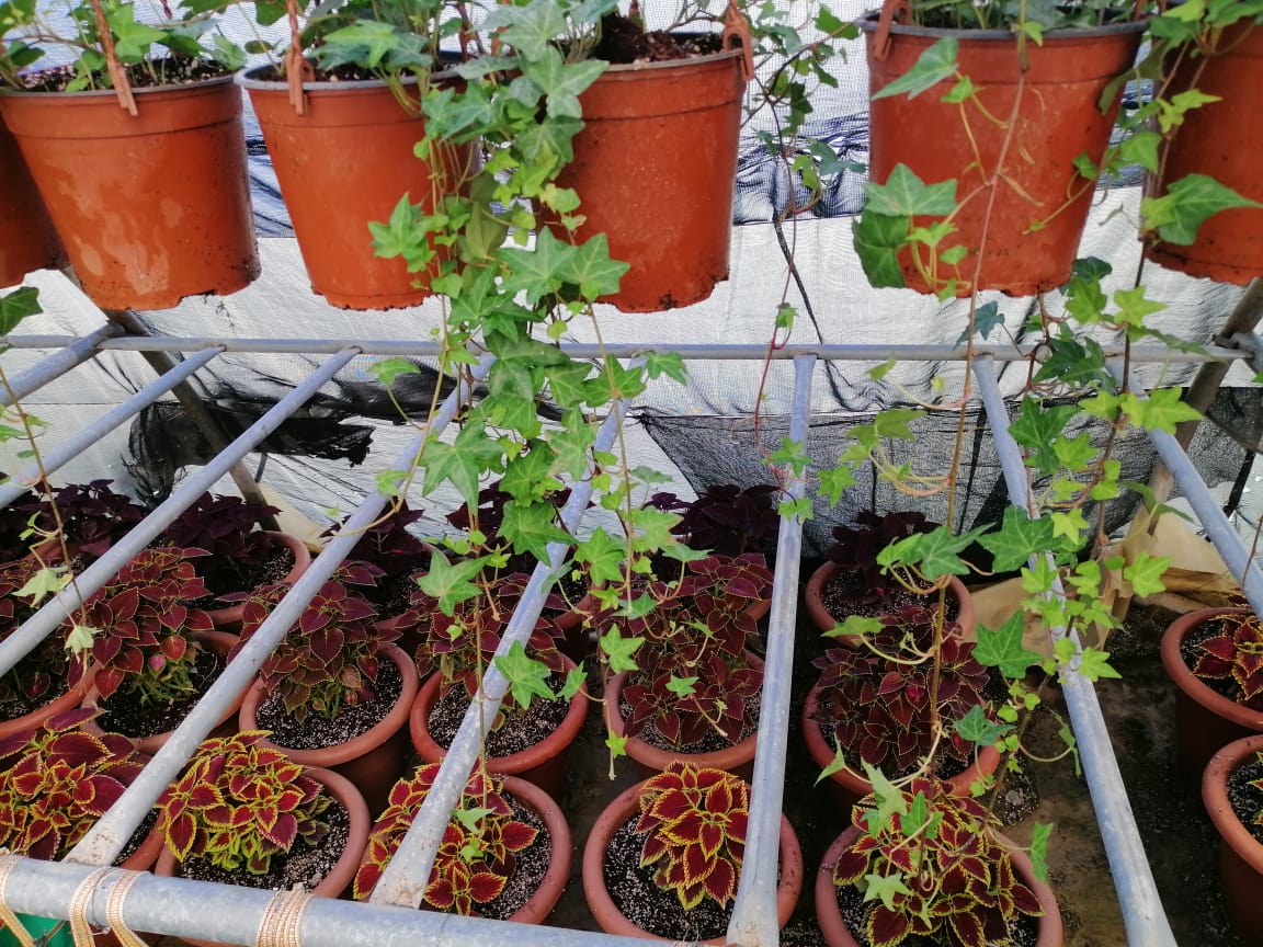 Jordan Valley fields